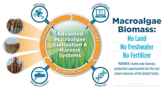 ARPA-E solicits technologies for nitrogen extraction from seawater using seaweed