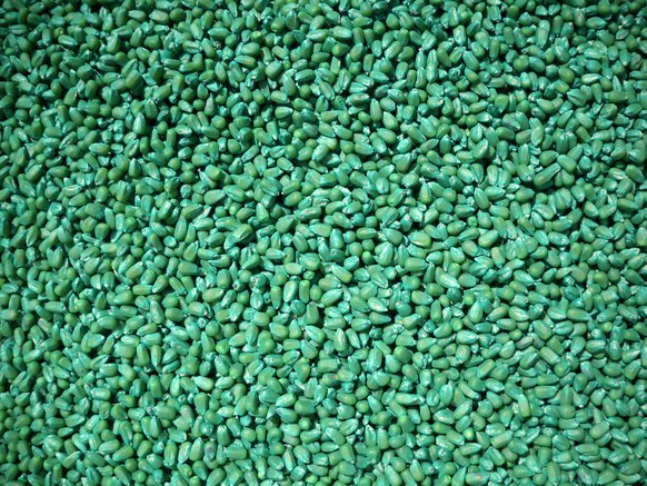 The Dawn of Bio-Ammonia